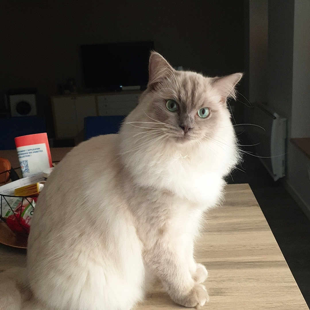 Ushu participe au concours pour gagner de l'argent avec cette photo : angora, animal, ball, basketball, basketballball, cat, desk, electronics, furniture, hardwood, indoors, interiordesign, pet, plywood, screen, shelf, siamese, sport, table, wood