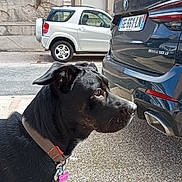Princesse participe au concours pour gagner de l'argent avec cette photo : dog, black_dog, collar, leash, car, black_car, white_car, license_plate, street, sidewalk, building, window, outdoor, daylight, pet, animal, urban, curious, profile, tag
