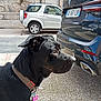 dog, black_dog, collar, leash, car, black_car, white_car, license_plate, street, sidewalk, building, window, outdoor, daylight, pet, animal, urban, curious, profile, tag