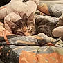 Plume a rejoint le concours — aidez-le/la à gagner de superbes lots ! kitten, sleeping, stuffed_animal, blanket, bedroom, indoor, cozy, feline, resting, soft_toys, patterned_textile, window, home, comfort, animal, pet, cute, domestic, fur, relaxation