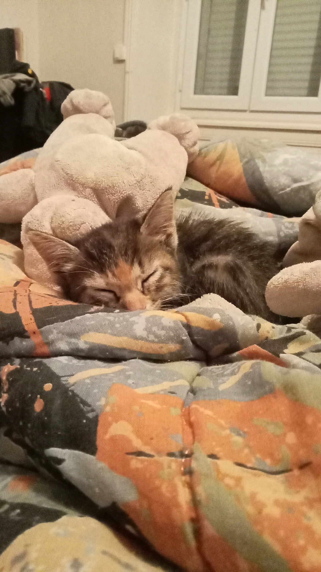 Plume a rejoint le concours — aidez-le/la à gagner de superbes lots ! kitten, sleeping, stuffed_animal, blanket, bedroom, indoor, cozy, feline, resting, soft_toys, patterned_textile, window, home, comfort, animal, pet, cute, domestic, fur, relaxation