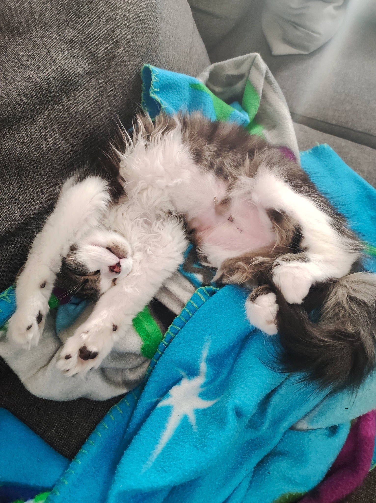 Zelda
