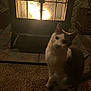 cat, fireplace, carpet, indoor, warm_light, cozy, pet, animal, curious, shadow, home, furniture, floor, warmth, relaxation, domestic, quiet, evening, comfort, cute