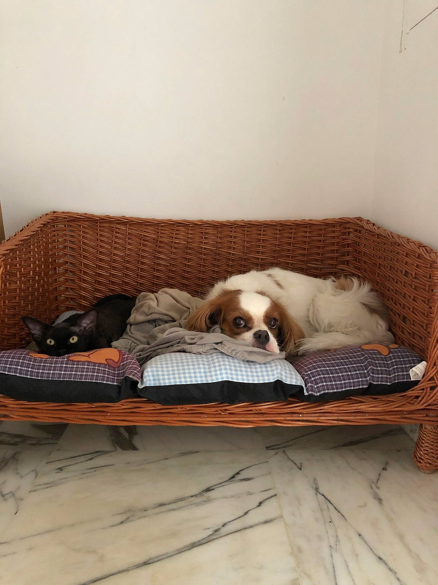 Estella a rejoint le concours — aidez-le/la à gagner de superbes lots ! canidae, carnivore, comfort, companion_dog, couch, dog, dog_bed, dog_breed, furniture, puppy, room, spaniel, sporting_group