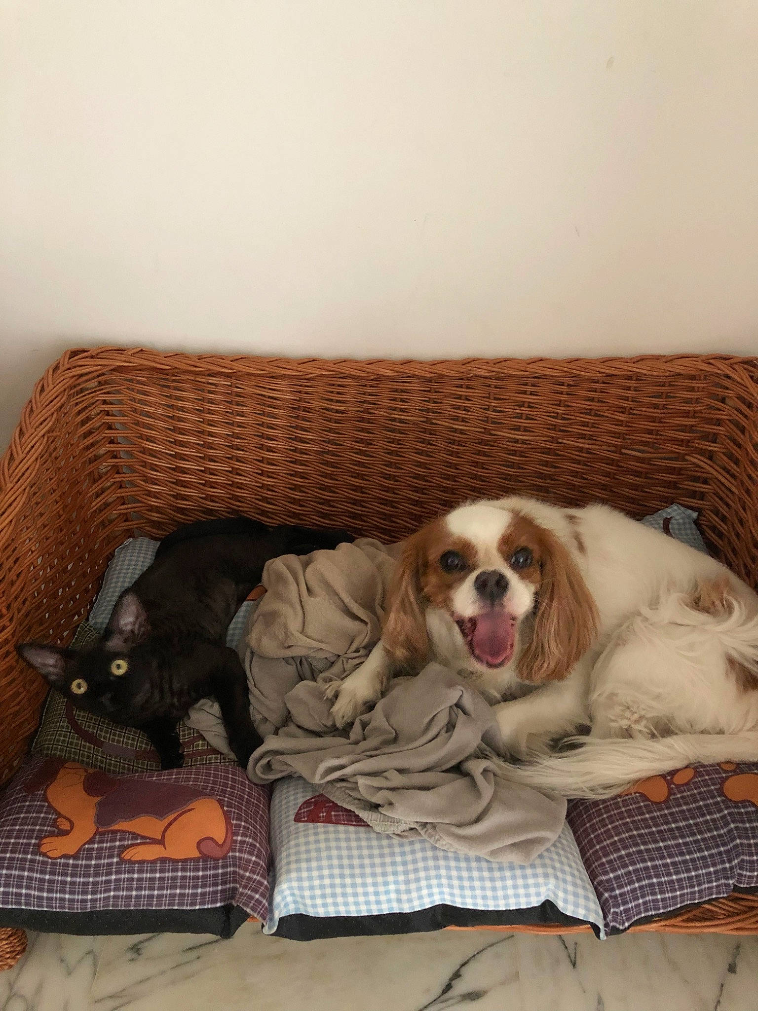 Estella participe au concours pour gagner de l'argent avec cette photo : canidae, carnivore, cavalier_king_charles_spaniel, companion_dog, dog, dog_breed, fawn, king_charles_spaniel, mammal, puppy_love, spaniel, sporting_group, vertebrate