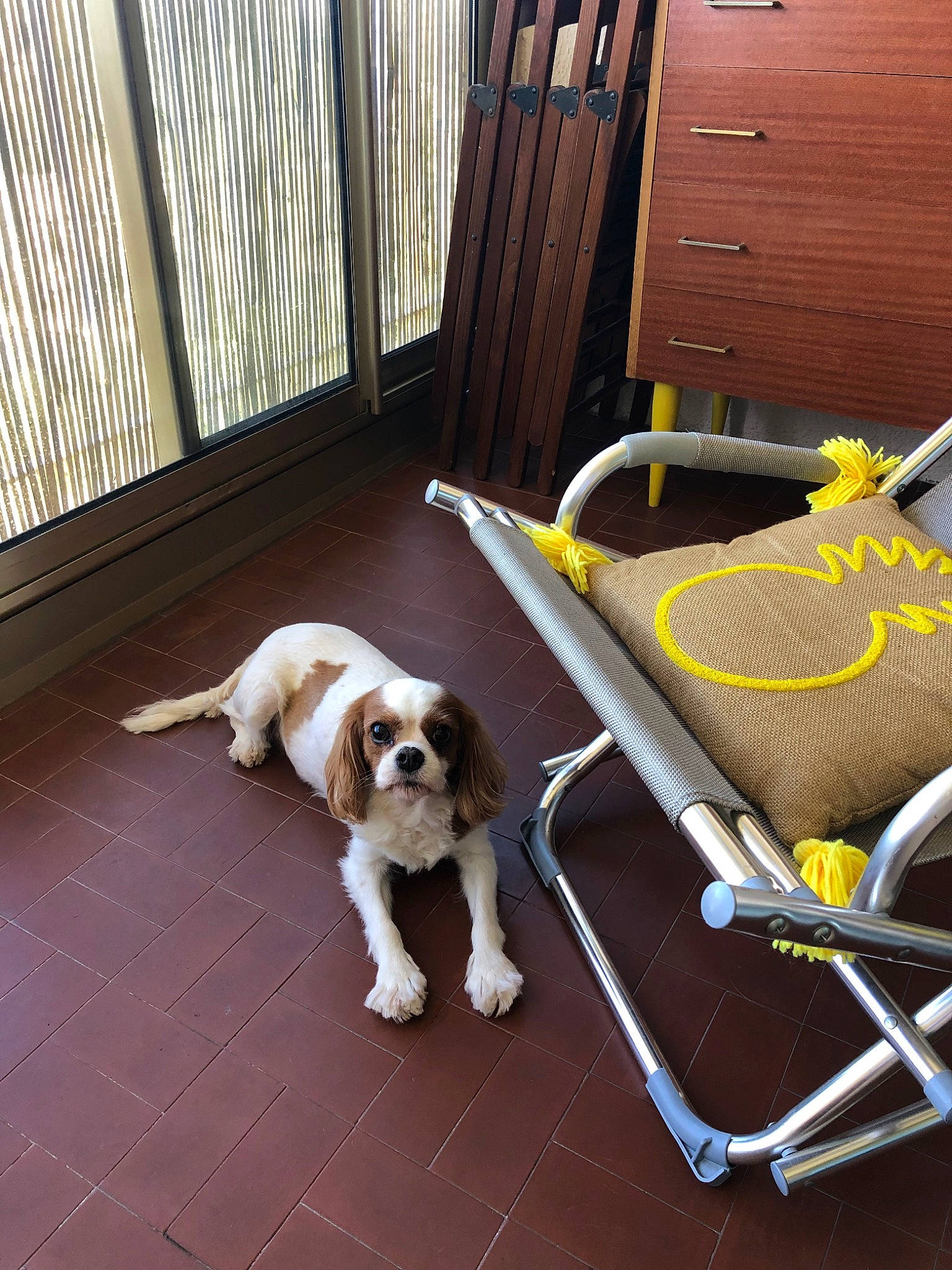 Estella participe au concours pour gagner de l'argent avec cette photo : canidae, carnivore, chair, companion_dog, dog, dog_breed, floor, flooring, king_charles_spaniel, leash, petit_basset_griffon_vendeen, puppy, spaniel, sporting_group, toy_dog
