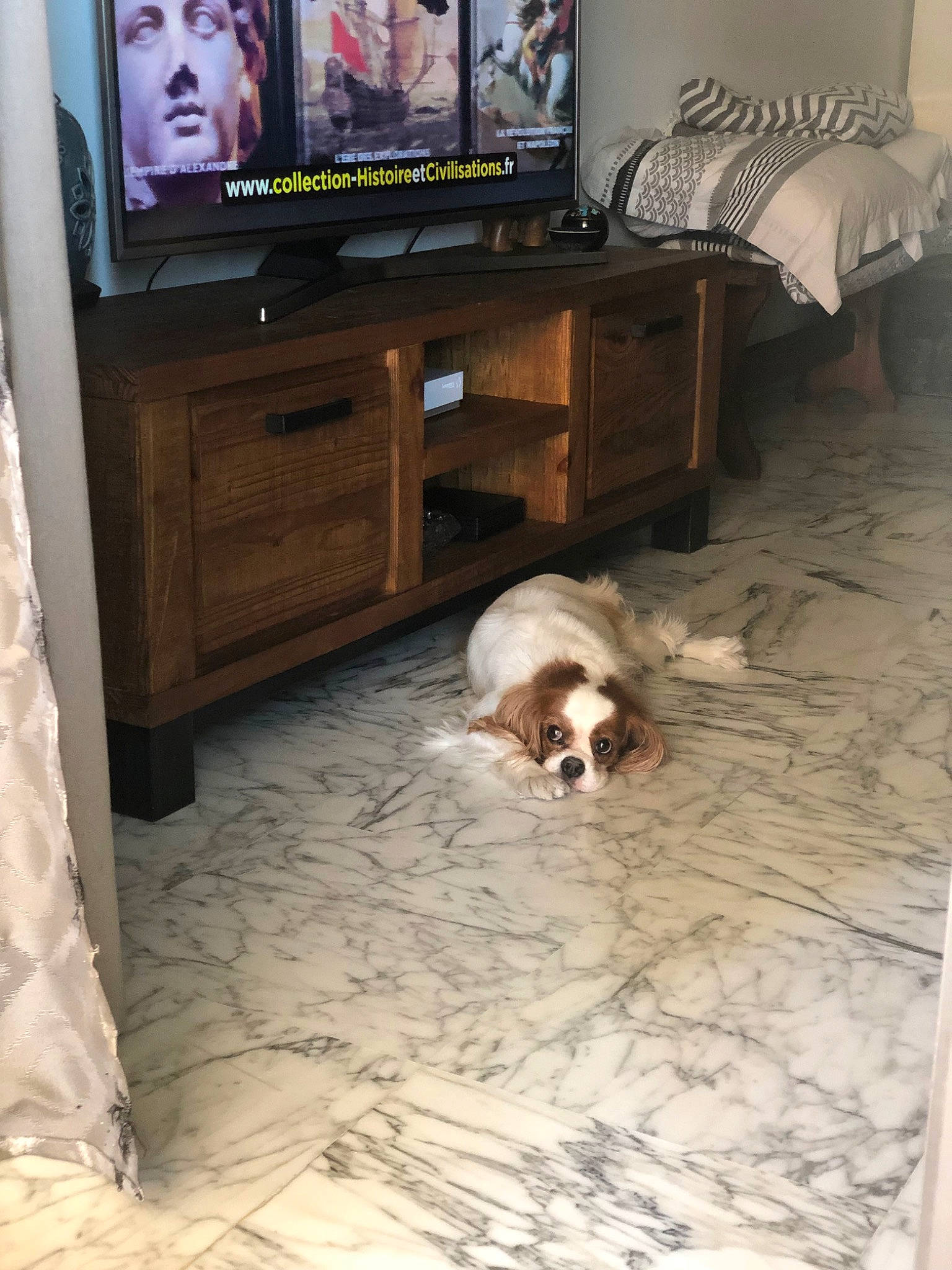 Estella participe au concours pour gagner de l'argent avec cette photo : canidae, carnivore, companion_dog, dog, dog_breed, floor, flooring, fur, furniture, hardwood, home, non_sporting_group, room, shih_tzu, table, tile, toy_dog, wood