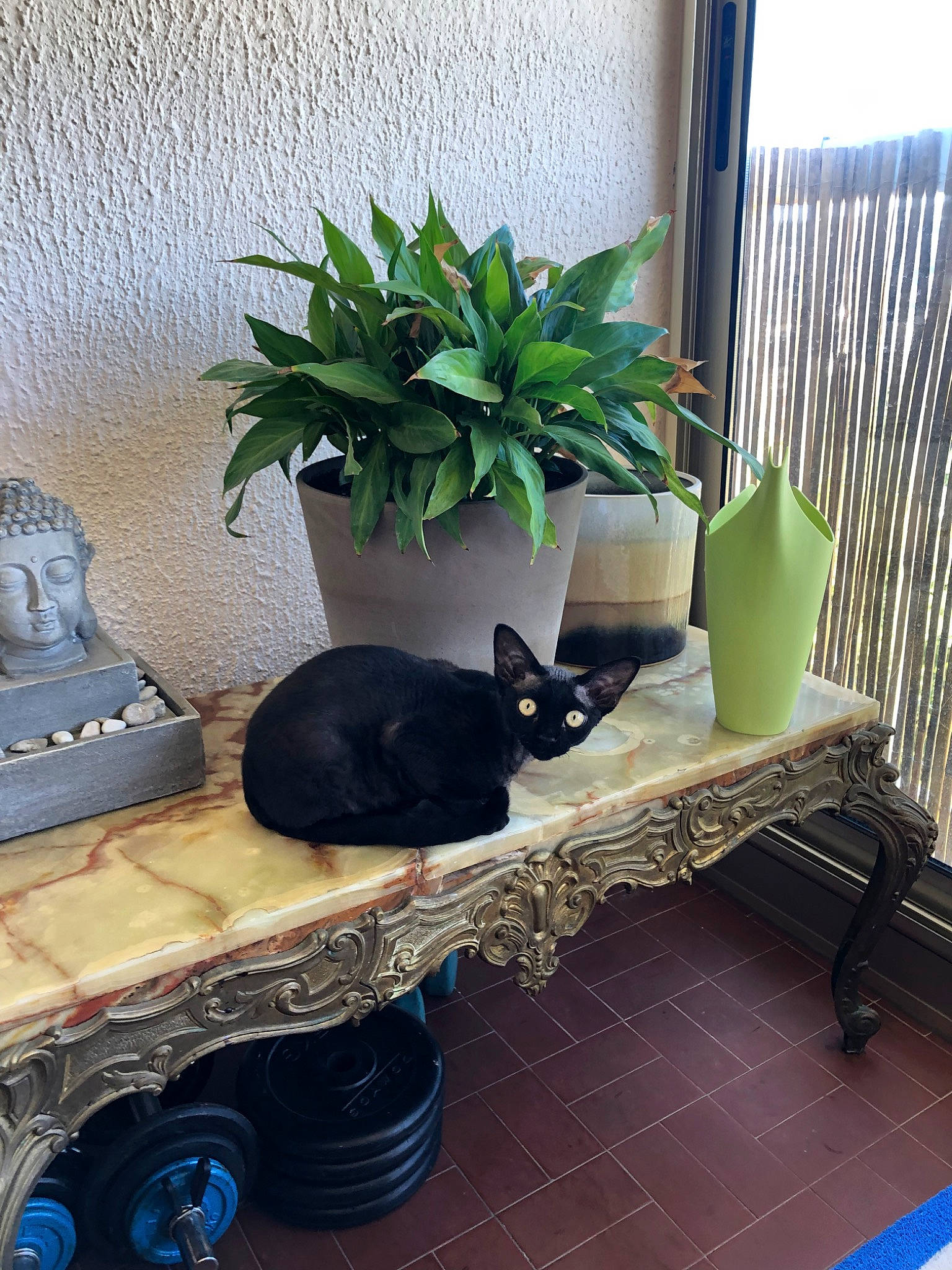 Poussin a rejoint le concours — aidez-le/la à gagner de superbes lots ! black_cat, cat, felidae, flower, furniture, herb, home, house, houseplant, interior_design, plant, small_to_medium_sized_cats, table