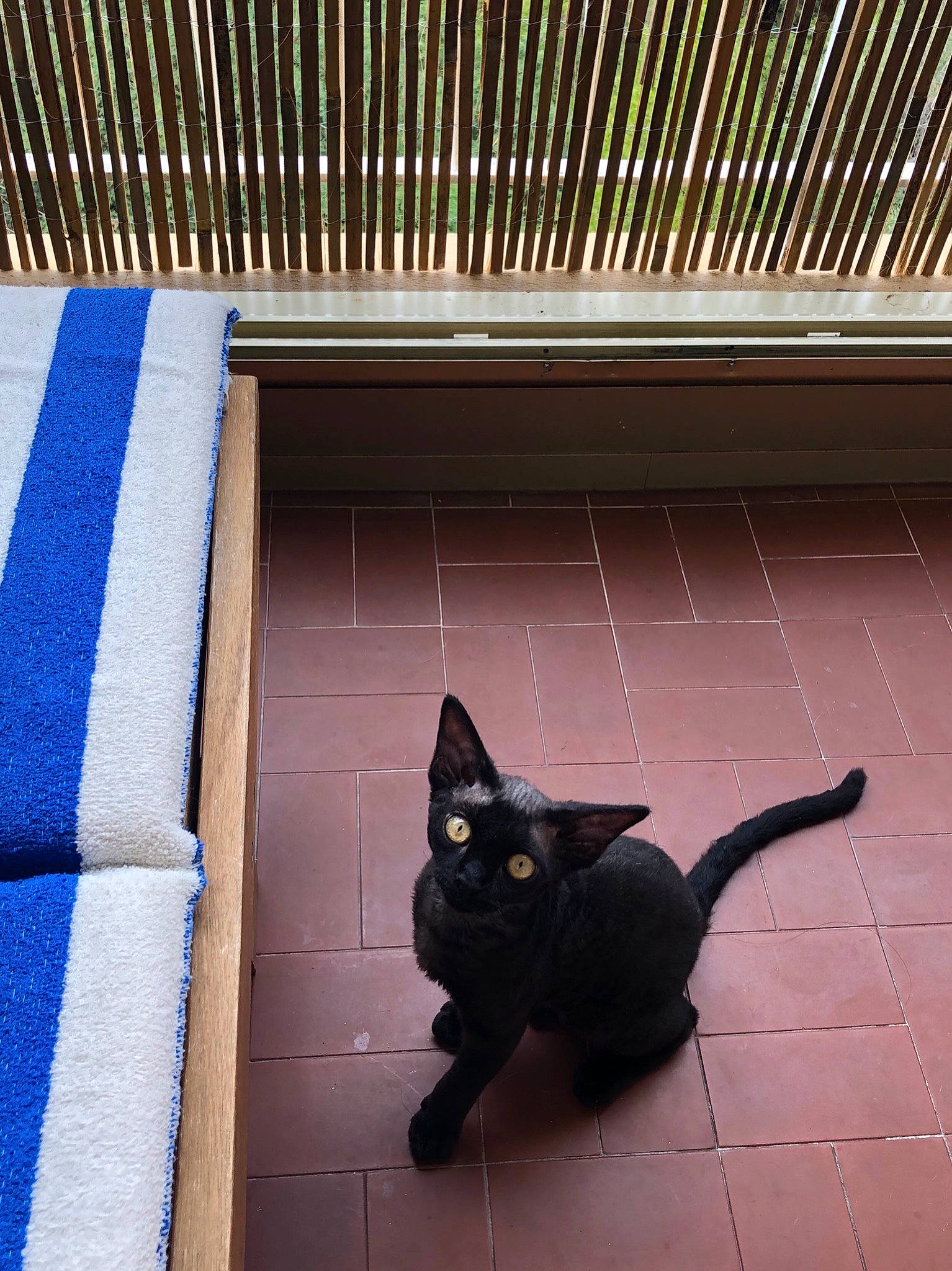 Poussin a rejoint le concours — aidez-le/la à gagner de superbes lots ! asian, black_cat, bombay, carnivore, cat, domestic_short_haired_cat, european_shorthair, felidae, kitten, polydactyl_cat, shadow, small_to_medium_sized_cats, tail, whiskers, window