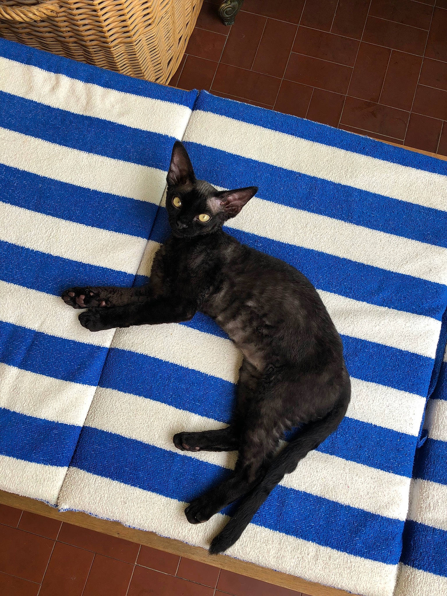 Poussin participe au concours pour gagner de l'argent avec cette photo : asian, black_cat, carnivore, cat, felidae, havana_brown, mammal, small_to_medium_sized_cats, tail, vertebrate, whiskers