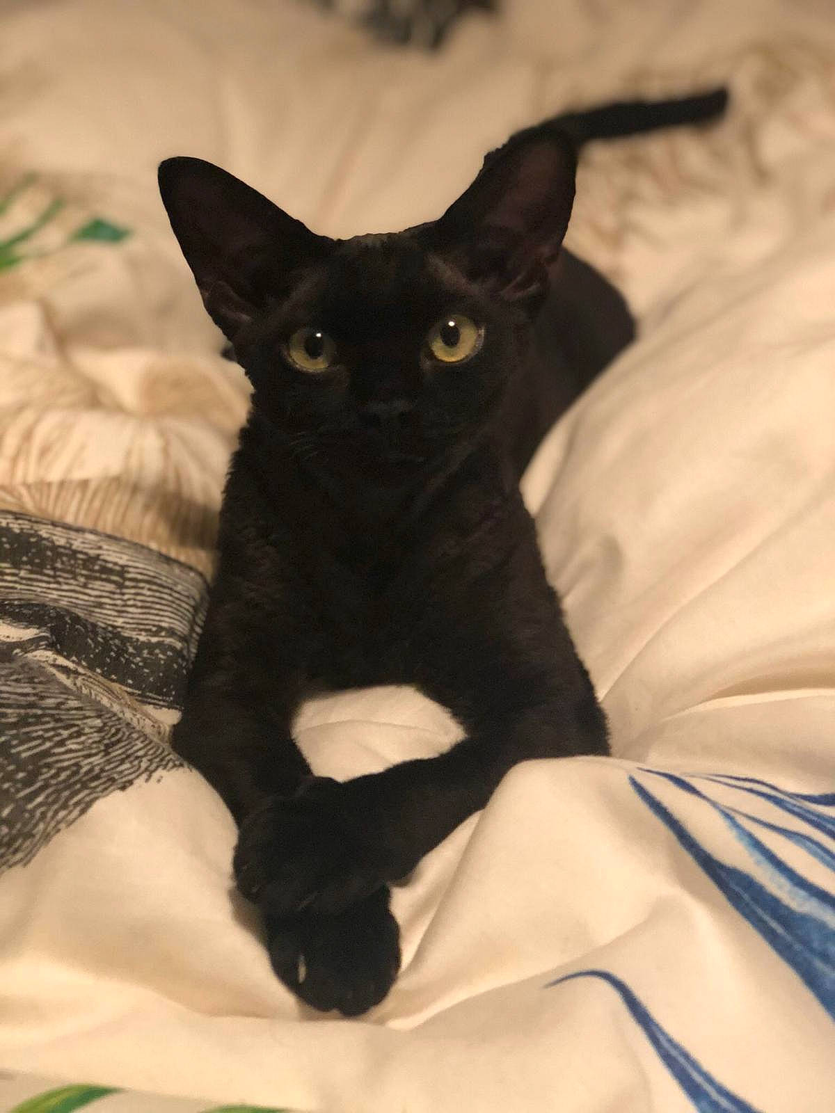 Poussin participe au concours pour gagner de l'argent avec cette photo : black, black_cat, bombay, carnivore, cat, cornish_rex, devon_rex, ear, felidae, havana_brown, kitten, mammal, oriental_longhair, oriental_shorthair, rex_cat, small_to_medium_sized_cats, vertebrate, whiskers