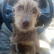 Suzuki is registered to the contest to win money with this photo: dog, pet, animal, steering_wheel, car_interior, fur, close_up, brown_fur, cute, curious, face, vehicle, seat, indoor, mammal, companion, whiskers, nose, eyes, portrait