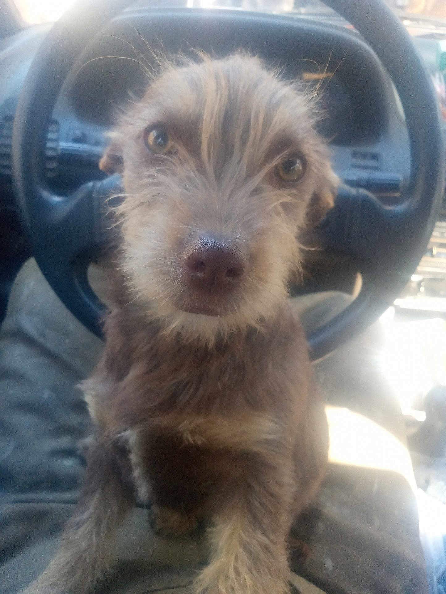 Suzuki is registered to the contest to win money with this photo: dog, pet, animal, steering_wheel, car_interior, fur, close_up, brown_fur, cute, curious, face, vehicle, seat, indoor, mammal, companion, whiskers, nose, eyes, portrait