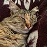 Cannelle participe au concours pour gagner de l'argent avec cette photo : cat, tabby, fluffy, sleeping, resting, pet, animal, fur, whiskers, ears, closed_eyes, nose, portrait, close_up, blanket, floral, cozy, indoors, relaxed, cute