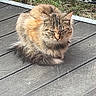 Cannelle a rejoint le concours — aidez-le/la à gagner de superbes lots ! cat, tabby, fluffy, fur, animal, pet, sitting, outdoor, deck, wood, railing, garden, vegetation, greenery, portrait, whiskers, ears, tail, calm, daylight