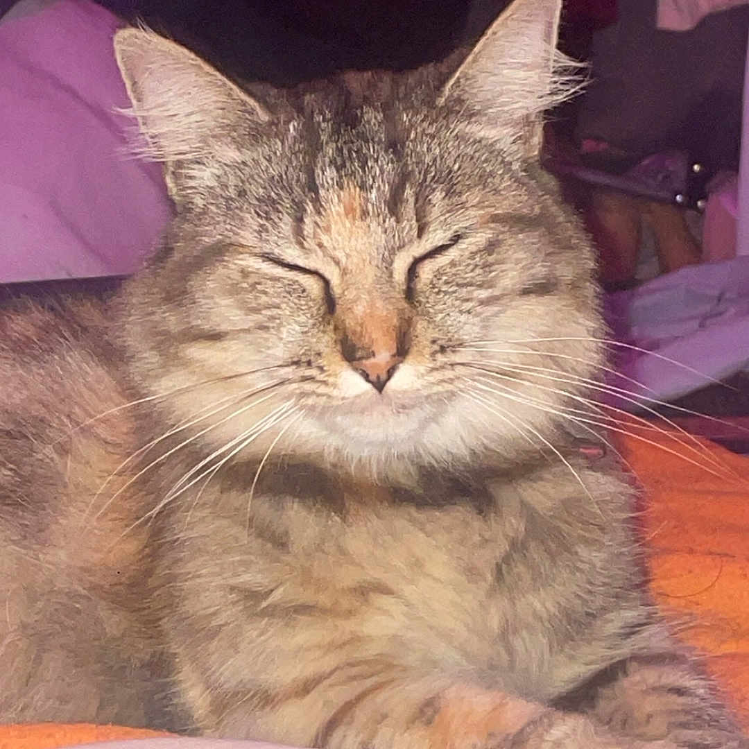 Cannelle