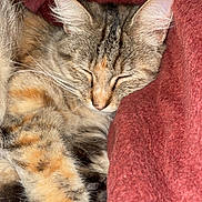 Cannelle participe au concours pour gagner de l'argent avec cette photo : cat, tabby, sleeping, pet, animal, feline, fur, whiskers, ears, paws, striped, calico, brown, orange, cozy, blanket, indoors, closeup, relaxed, portrait