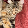 cat, tabby, sleeping, pet, animal, feline, fur, whiskers, ears, paws, striped, calico, brown, orange, cozy, blanket, indoors, closeup, relaxed, portrait