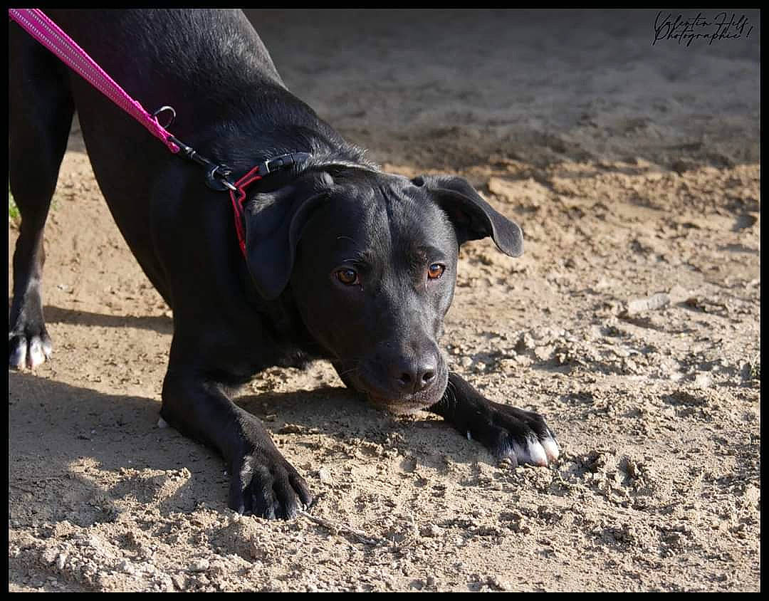 Blue participe au concours pour gagner de l'argent avec cette photo : borador, canidae, carnivore, collar, companion_dog, dog, dog_breed, dog_collar, fashion_accessory, guard_dog, hunting_dog, labrador_retriever, non_sporting_group, snout, soil, sporting_group, tail, terrestrial_animal, working_animal, working_dog