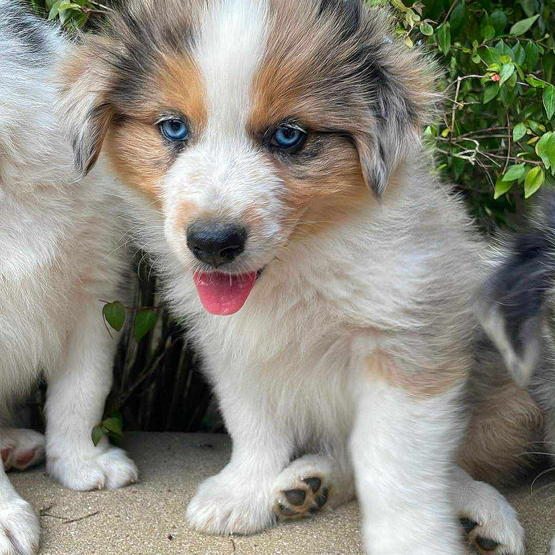 Ati a rejoint le concours — aidez-le/la à gagner de superbes lots ! adorable, animal, blue_eyes, canine, closeup, cute, dog, face, fluffy, fur, greenery, nature, outdoor, pet, playful, puppy, sitting, small, tongue_out, young
