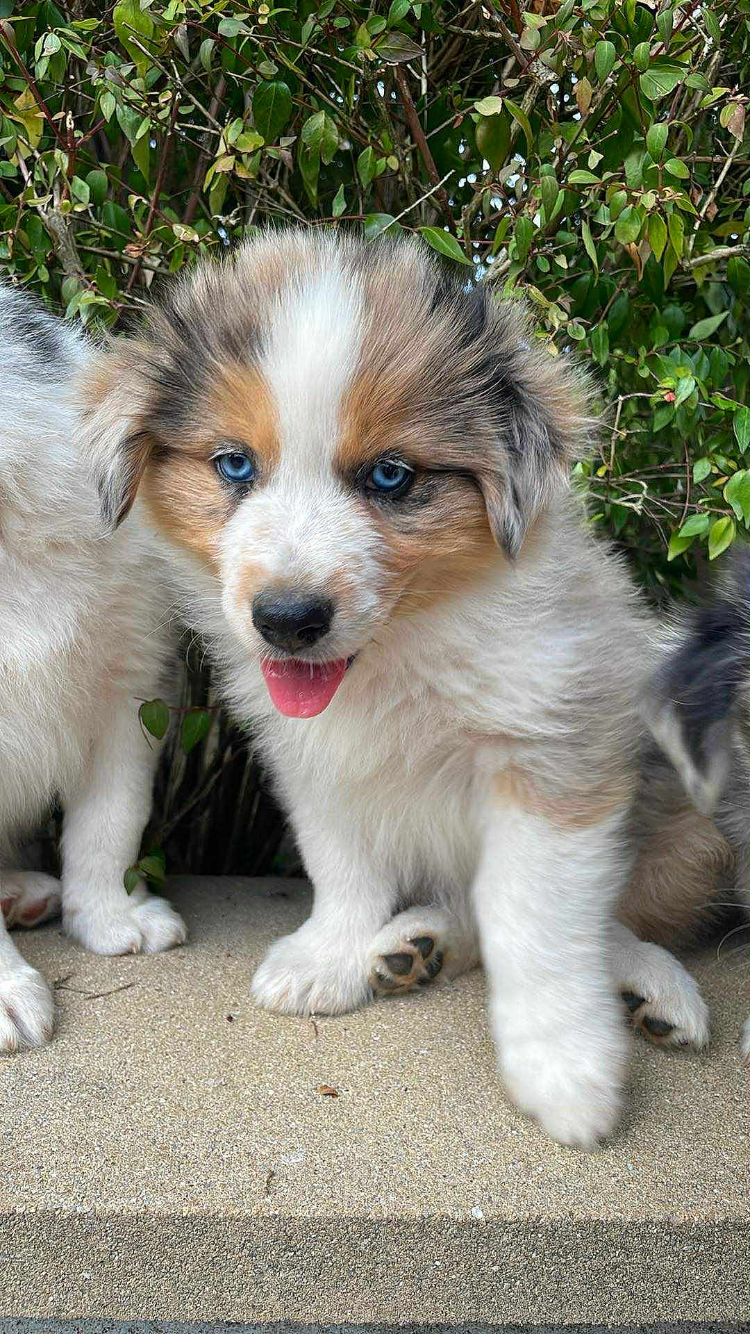 Ati a rejoint le concours — aidez-le/la à gagner de superbes lots ! adorable, animal, blue_eyes, canine, closeup, cute, dog, face, fluffy, fur, greenery, nature, outdoor, pet, playful, puppy, sitting, small, tongue_out, young
