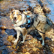 Ati a rejoint le concours — aidez-le/la à gagner de superbes lots ! adventure, animal, australian_shepherd, blue_eyes, canine, creek, dog, fur, happy, harness, leash, nature, outdoor, pet, rocks, standing, stream, sunlight, tongue_out, water