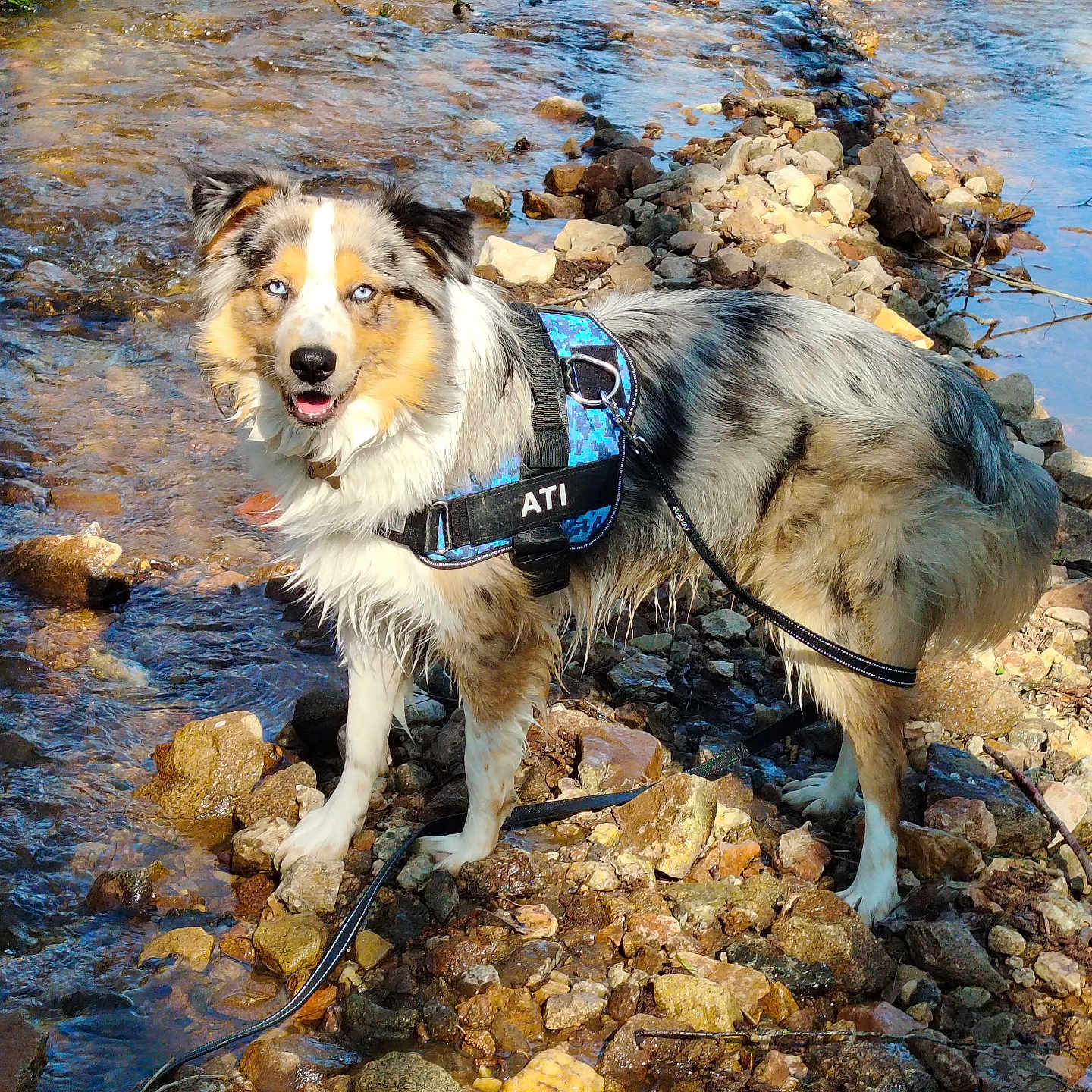 Ati a rejoint le concours — aidez-le/la à gagner de superbes lots ! adventure, animal, australian_shepherd, blue_eyes, canine, creek, dog, fur, happy, harness, leash, nature, outdoor, pet, rocks, standing, stream, sunlight, tongue_out, water