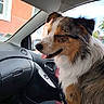 Ati participe au concours pour gagner de l'argent avec cette photo : animal, building, car, close_up, dashboard, daylight, dog, door, fluffy, greenery, happy, interior, leash, pet, portrait, seat, side_view, tongue_out, tri_color, window