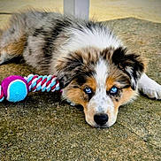 Ati a rejoint le concours — aidez-le/la à gagner de superbes lots ! adorable, animal, ball, blue_eyes, close_up, concrete, cute, dog, fluffy, fur, laying_down, looking, outdoor, pet, playful, puppy, resting, rope_toy, toy, young_dog