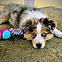 adorable, animal, ball, blue_eyes, close_up, concrete, cute, dog, fluffy, fur, laying_down, looking, outdoor, pet, playful, puppy, resting, rope_toy, toy, young_dog