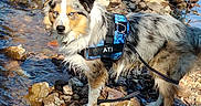 Ati participe au concours pour gagner de l'argent avec cette photo : adventure, animal, australian_shepherd, blue_eyes, canine, daylight, dog, fur, harness, leash, mammal, nature, outdoor, pet, riverbank, rocks, standing, stream, sunlight, water