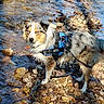 adventure, animal, australian_shepherd, blue_eyes, canine, daylight, dog, fur, harness, leash, mammal, nature, outdoor, pet, riverbank, rocks, standing, stream, sunlight, water