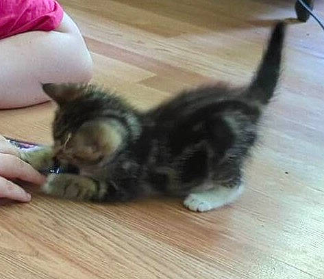 Harry joined the competition — help win amazing prizes! carnivore, cat, comfort, companion_dog, dog_breed, domestic_short_haired_cat, felidae, floor, flooring, hardwood, laminate_flooring, paw, small_to_medium_sized_cats, snout, tail, terrestrial_animal, whiskers, wood, wood_flooring, wood_stain