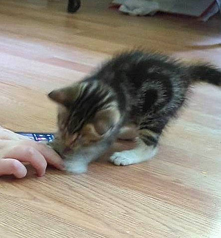 Harry joined the competition — help win amazing prizes! carnivore, cat, comfort, domestic_short_haired_cat, fawn, felidae, floor, flooring, fur, hardwood, human_leg, laminate_flooring, paw, small_to_medium_sized_cats, tail, varnish, whiskers, wood, wood_flooring, wood_stain