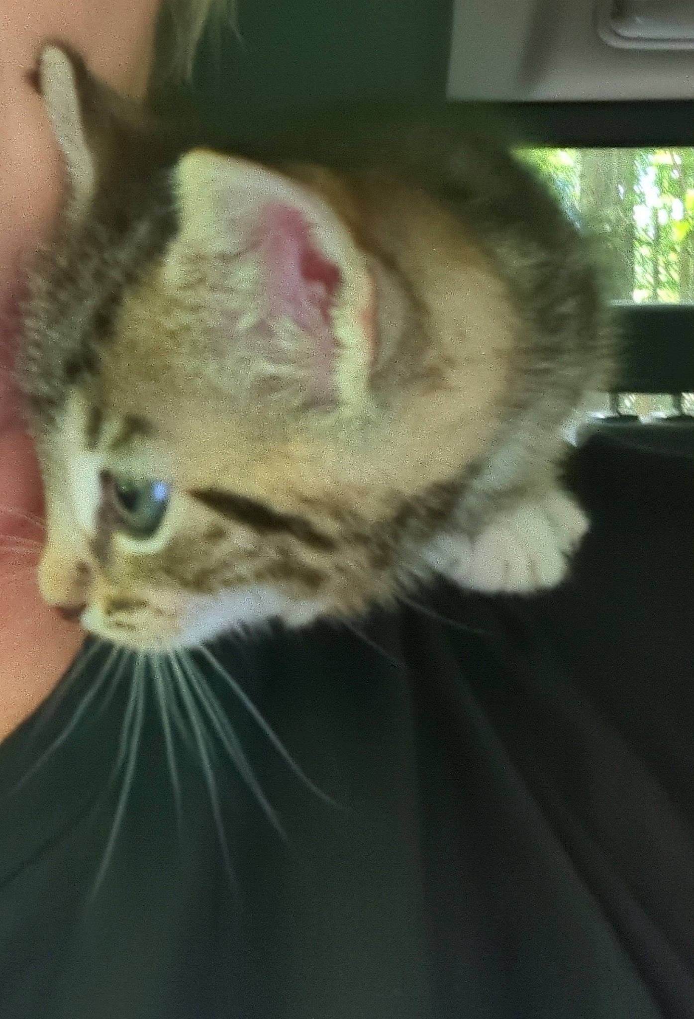 Harry joined the competition — help win amazing prizes! carnivore, cat, comfort, domestic_short_haired_cat, ear, fawn, felidae, fur, small_to_medium_sized_cats, snout, whiskers