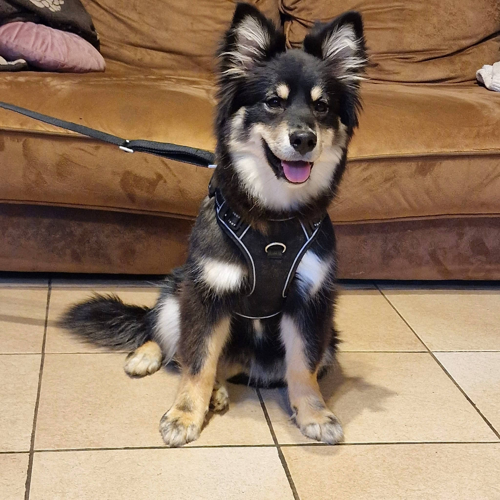 Talya participe au concours pour gagner de l'argent avec cette photo : canidae, carnivore, collar, companion_dog, couch, dog, dog_breed, dog_collar, dog_supply, fashion_accessory, flooring, fur, leash, pet_supply, sporting_group, tail, toy_dog, whiskers, working_animal, working_dog