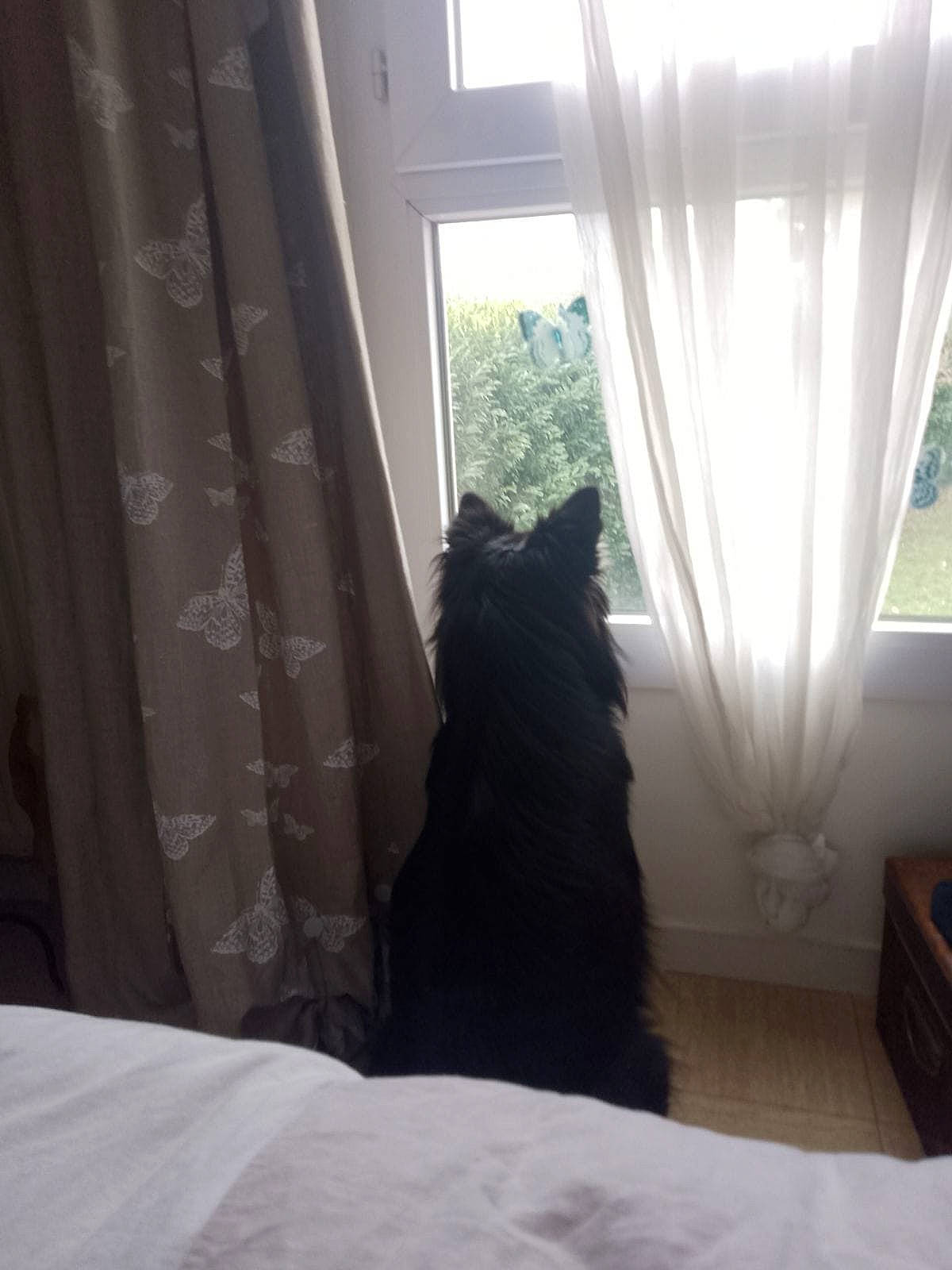 Talya participe au concours pour gagner de l'argent avec cette photo : carnivore, comfort, curtain, dog_breed, felidae, flooring, hardwood, linens, plant, sash_window, shade, small_to_medium_sized_cats, sporting_group, tail, tints_and_shades, whiskers, window, window_covering, window_treatment, wood