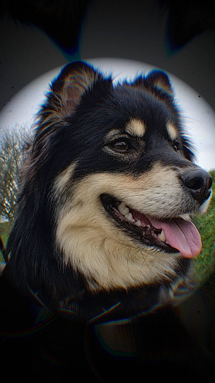 Talya a rejoint le concours — aidez-le/la à gagner de superbes lots ! ancient_dog_breeds, canidae, carnivore, collar, companion_dog, dog, dog_breed, dog_collar, electric_blue, fang, fur, herding_dog, pet_supply, smile, snout, sporting_group, terrestrial_animal, whiskers, working_animal, working_dog