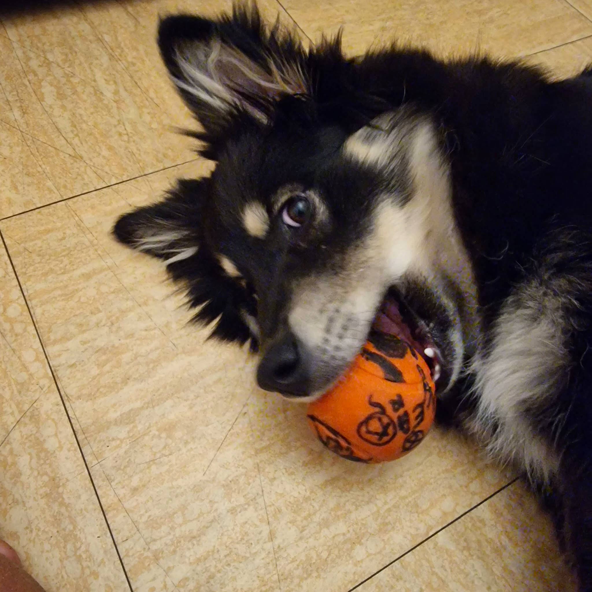 Talya a rejoint le concours — aidez-le/la à gagner de superbes lots ! canidae, carnivore, companion_dog, dog, dog_breed, dog_supply, flooring, fur, hardwood, herding_dog, paw, sled_dog, snout, sporting_group, terrestrial_animal, tile_flooring, whiskers, wood, working_animal, working_dog