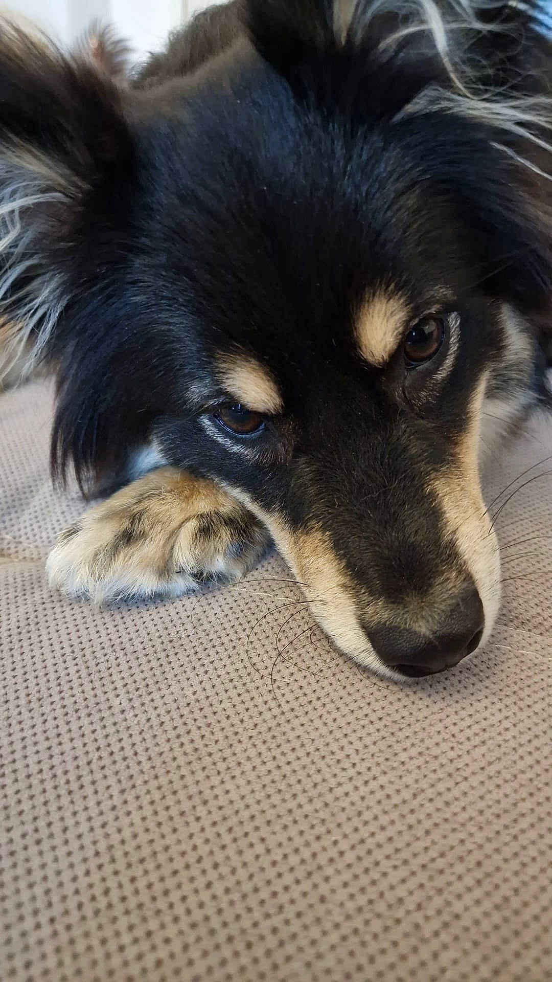 Talya participe au concours pour gagner de l'argent avec cette photo : canidae, carnivore, companion_dog, dog, dog_breed, fur, herding_dog, snout, sporting_group, terrestrial_animal, whiskers, working_dog