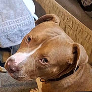 Syr is registered to the contest to win money with this photo: dog, brown_dog, indoor, carpet, towel, chair, couch, pet, canine, animal, looking_up, close_up, fur, ears, collar, domestic_animal, companion, household, resting, portrait