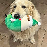 Sam participe au concours pour gagner de l'argent avec cette photo : dog, golden_retriever, plush_toy, indoor, floor, tile, pet, animal, cute, fur, mammal, looking_up, playful, domestic_dog, canine, companion, adorable, friendly, toy, waiting