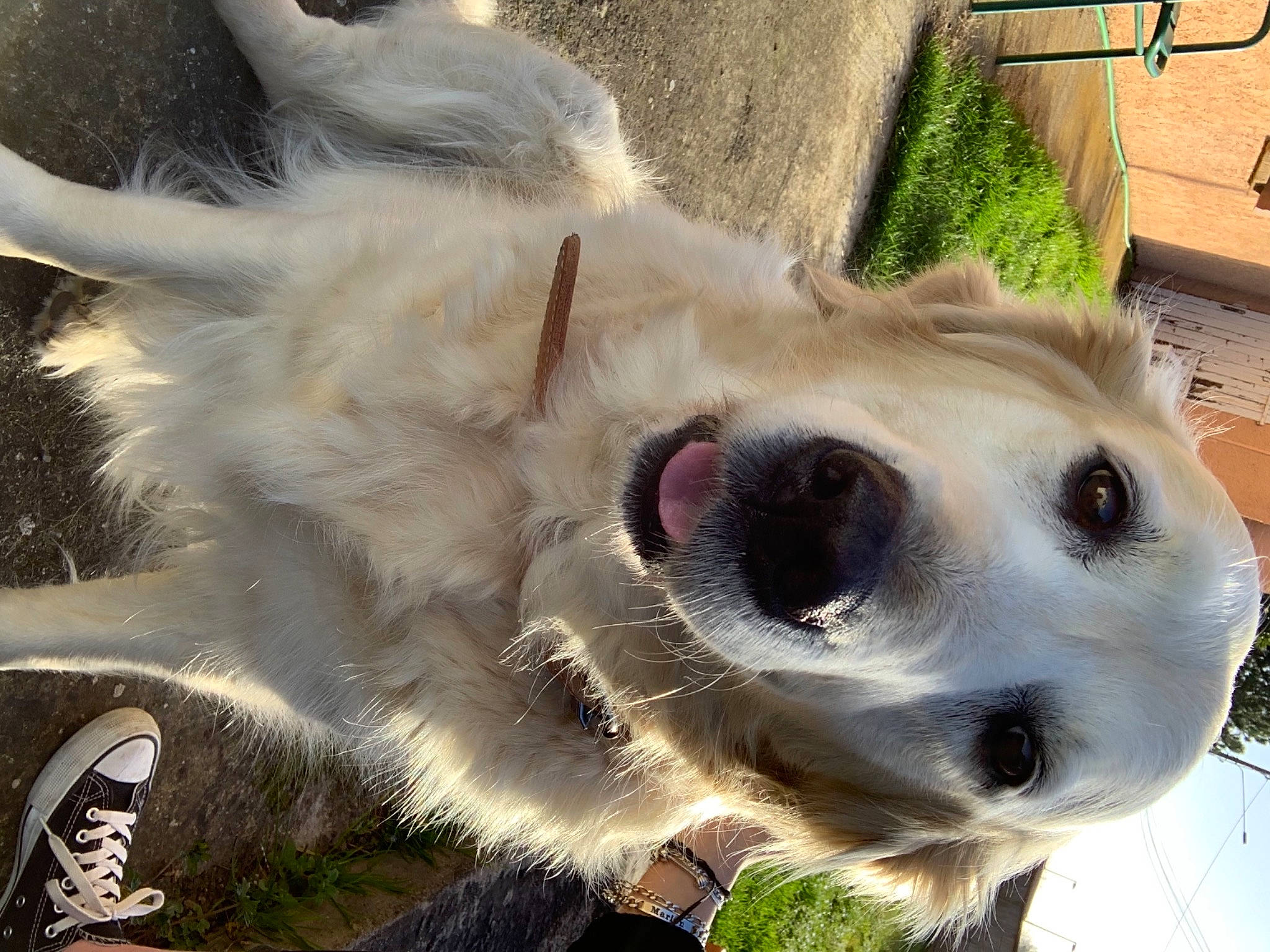 Fidji a rejoint le concours — aidez-le/la à gagner de superbes lots ! canidae, carnivore, collar, companion_dog, dog, dog_breed, dog_collar, eyelash, eyewear, fawn, grass, pet_supply, plant, snout, sporting_group, sunglasses, vision_care, watch, whiskers, working_animal