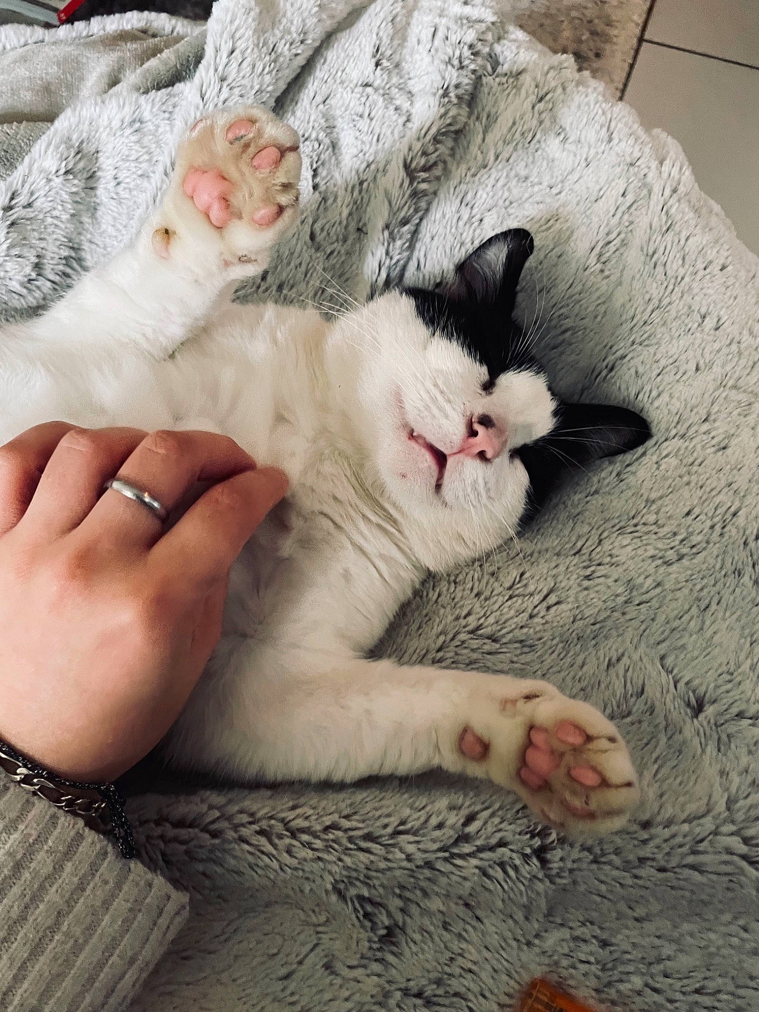 Samy a rejoint le concours — aidez-le/la à gagner de superbes lots ! carnivore, cat, claw, comfort, domestic_short_haired_cat, fawn, felidae, foot, fur, gesture, jewellery, leg, nail, nap, paw, sleep, small_to_medium_sized_cats, snout, tail, whiskers