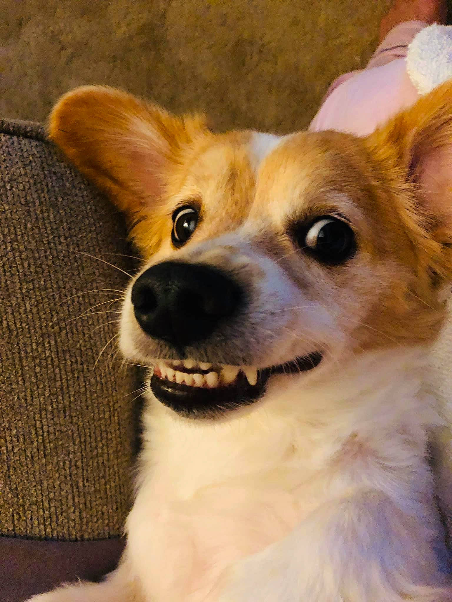 Moe is registered to the contest to win money with this photo: ancient_dog_breeds, canidae, cardigan_welsh_corgi, carnivore, companion_dog, corgi_chihuahua, dog, dog_breed, fawn, mammal, papillon, pembroke_welsh_corgi, puppy, rare_breed_dog, snout, sporting_group, vertebrate, welsh_corgi, whiskers