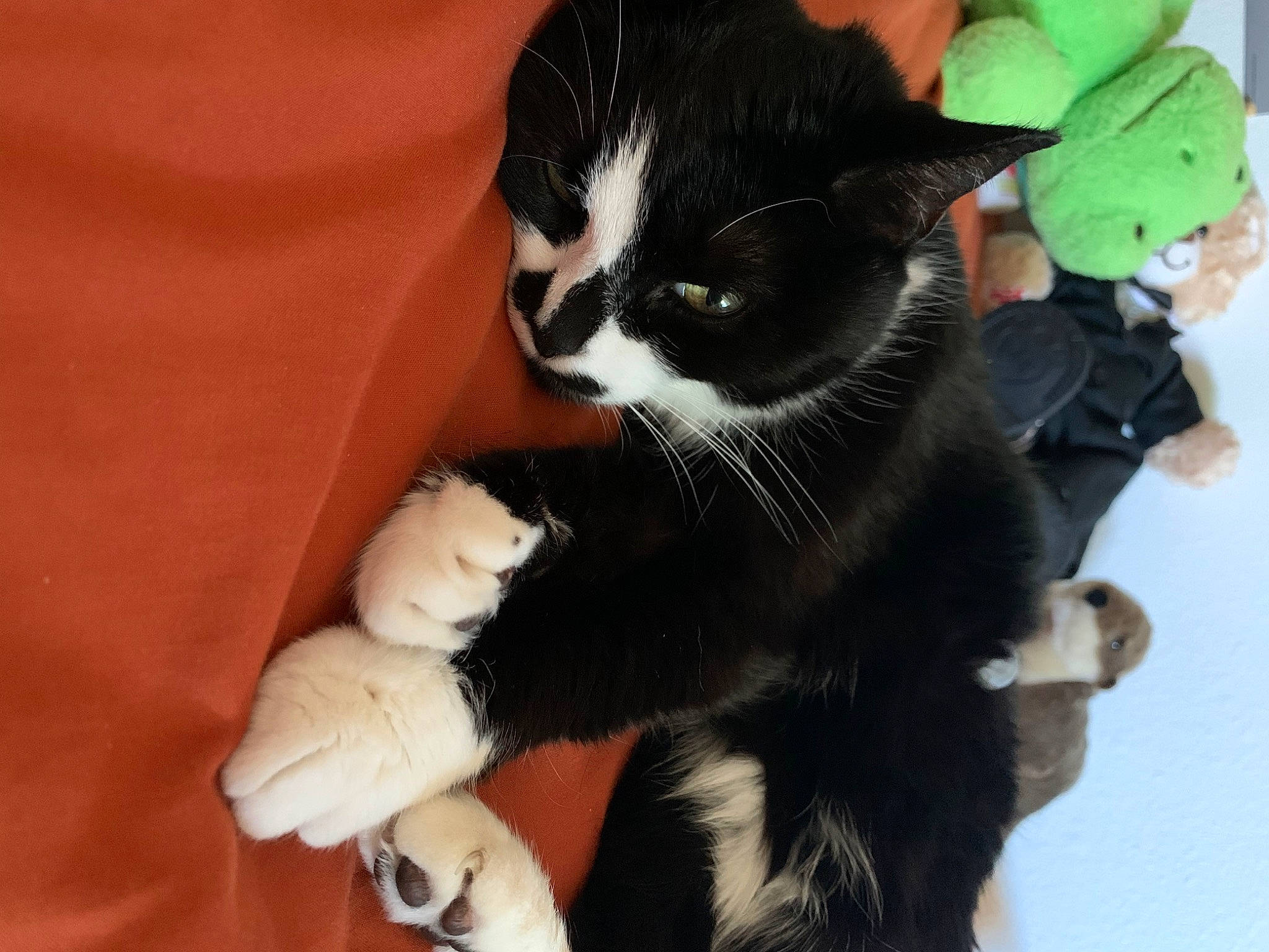Harlow joined the competition — help win amazing prizes! black_cat, carnivore, cat, claw, comfort, domestic_short_haired_cat, felidae, foot, fur, paw, small_to_medium_sized_cats, tail, toy, whiskers