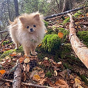 Aya a rejoint le concours — aidez-le/la à gagner de superbes lots ! animal, branch, canine, curious, daylight, dog, forest, fur, ground, leaves, moss, nature, outdoor, pet, pine_cones, pomeranian, small_dog, standing, tree, woodland