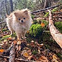 animal, branch, canine, curious, daylight, dog, forest, fur, ground, leaves, moss, nature, outdoor, pet, pine_cones, pomeranian, small_dog, standing, tree, woodland