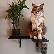 Isha joined the competition — help win amazing prizes! animal, calico_cat, cat, fluffy, furniture, green_plant, home, houseplant, indoor, long_hair, looking_at_camera, pet, portrait, potted_plant, shelf, sitting, tail, wall, whiskers, wooden_shelf
