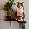 animal, calico_cat, cat, fluffy, furniture, green_plant, home, houseplant, indoor, long_hair, looking_at_camera, pet, portrait, potted_plant, shelf, sitting, tail, wall, whiskers, wooden_shelf